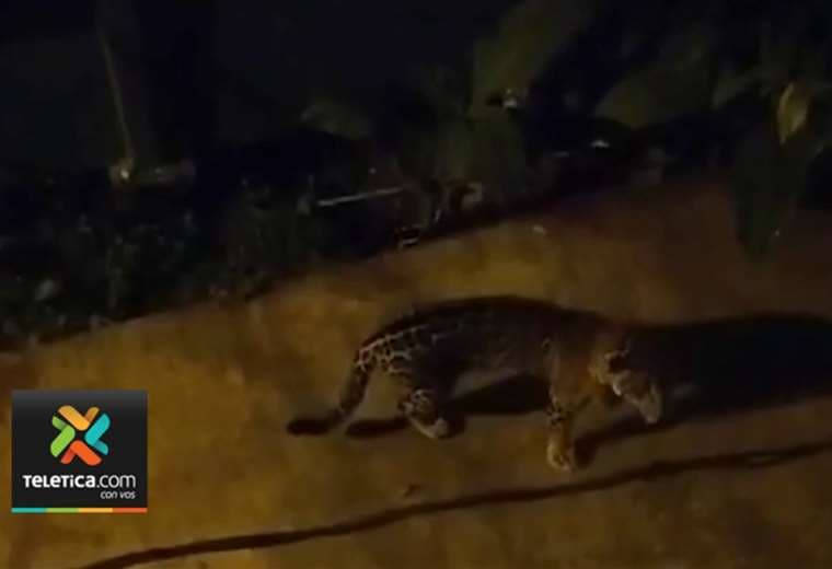 Impresionante jaguar fue visto cerca de hotel en Tortuguero