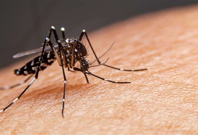 Casos de dengue en Costa Rica avanzan a ritmo seis veces mayor respecto a 2023