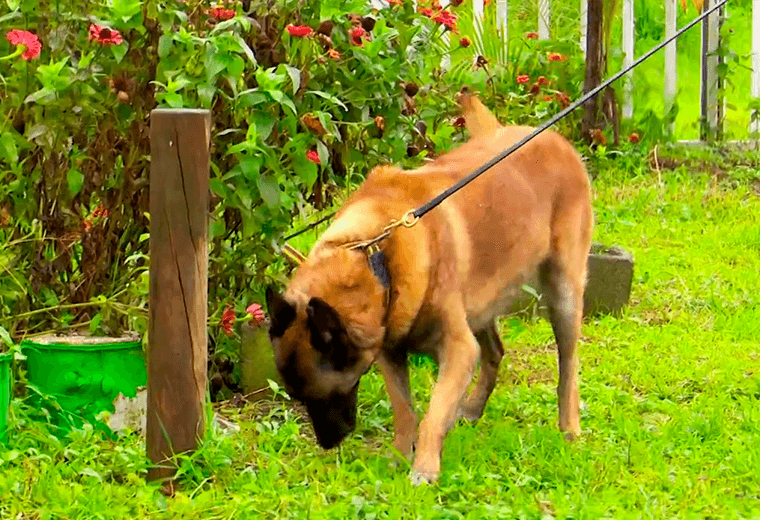 Orco se jubila: el héroe de cuatro patas que ayudó a combatir el narcotráfico en San José