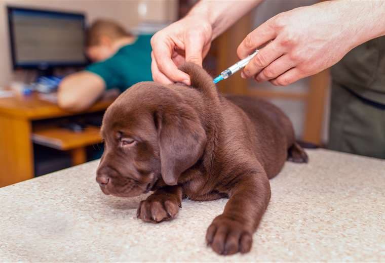 ¿Por qué es tan importante vacunar y desparasitar a sus mascotas?