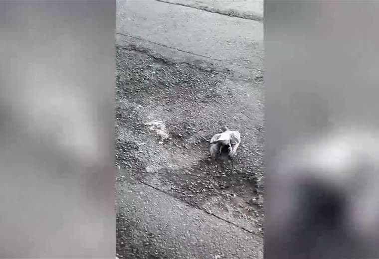 Hallazgo de palomas muertas en San Ramón: organización animalista exige investigación