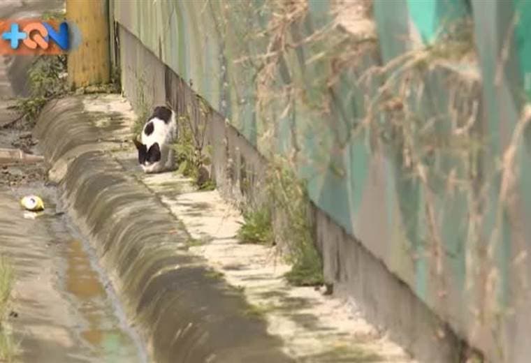 Doña Flor busca darle nueva cara a Los Guido