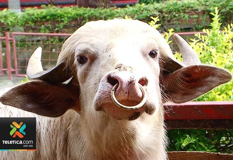 Búfalos albino