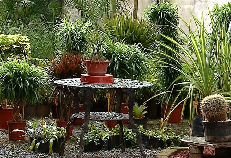 Sepa cómo revivir sus plantas para que vuelvan a crecer con fuerza