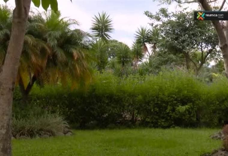 Sepa cómo revivir sus plantas para que vuelvan a crecer con fuerza