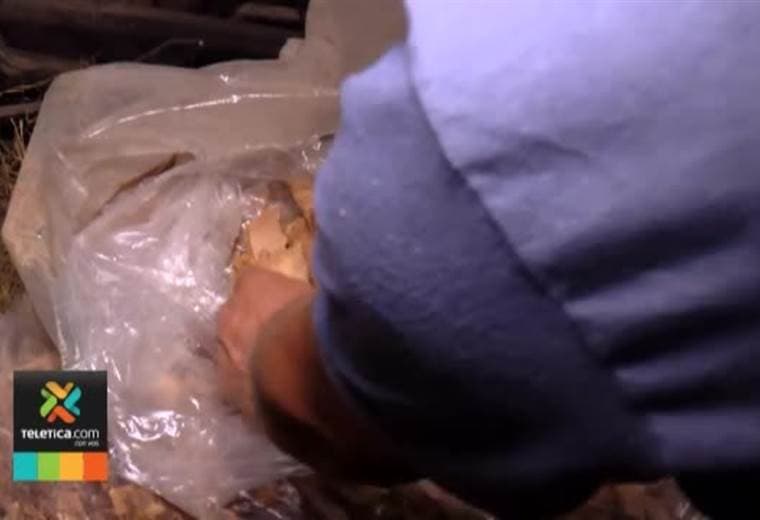 Con galletas y conos un vecino de Alajuelita hace concentrado para caballos