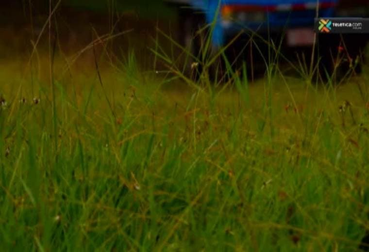 Portal gigante sorprende a propios y extraños en Palomo de Orosi