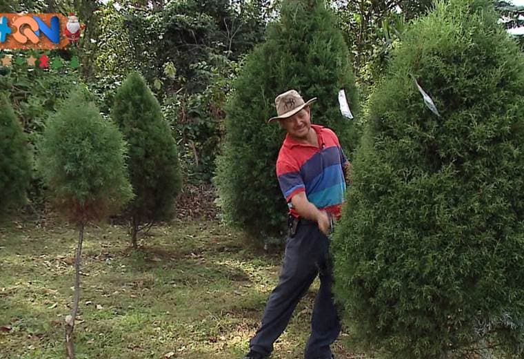  Una tradición centenaria, que no es católica y que proviene de Europa. Conozca en el siguiente enlace el origen del árbol de navidad y como lo hemos evolucionado hasta llegar a conservarlo hasta por un mes en nuestros hogares.