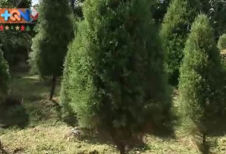 Una tradición centenaria, que no es católica y que proviene de Europa. Conozca en el siguiente enlace el origen del árbol de navidad y como lo hemos evolucionado hasta llegar a conservarlo hasta por un mes en nuestros hogares.