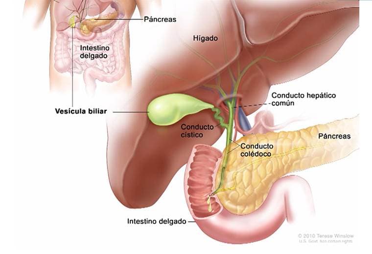 ¿Es posible llevar una vida normal sin vesícula?