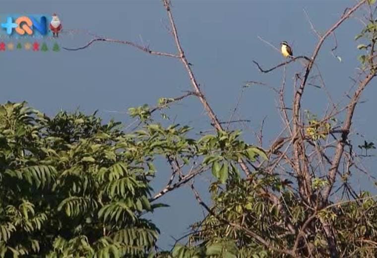 HABLAR DE DON JUAN GÓMEZ, ES HABLAR DE SUS CAITES. VIVE A 10 KM DEL CENTRO DE NICOYA, EN UN PUEBLO LLAMADO BOQUETE DE CORRALILLO, UNO DE LOS DISTRITOS NICOYANOS.