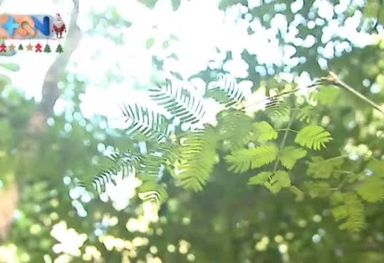 En 1993 nació una reserva biológica que tiene como fin proteger los recursos naturales de Nosara. Se trata de un espacio ubicado en el hotel Lagarta Lodge donde viven más de 200 especies de animales.