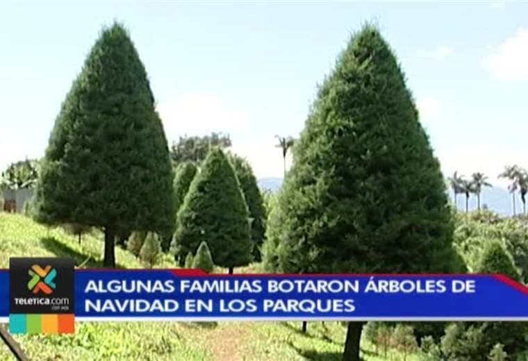 Quemar árboles de ciprés en lotes baldíos ocasiona emergencias