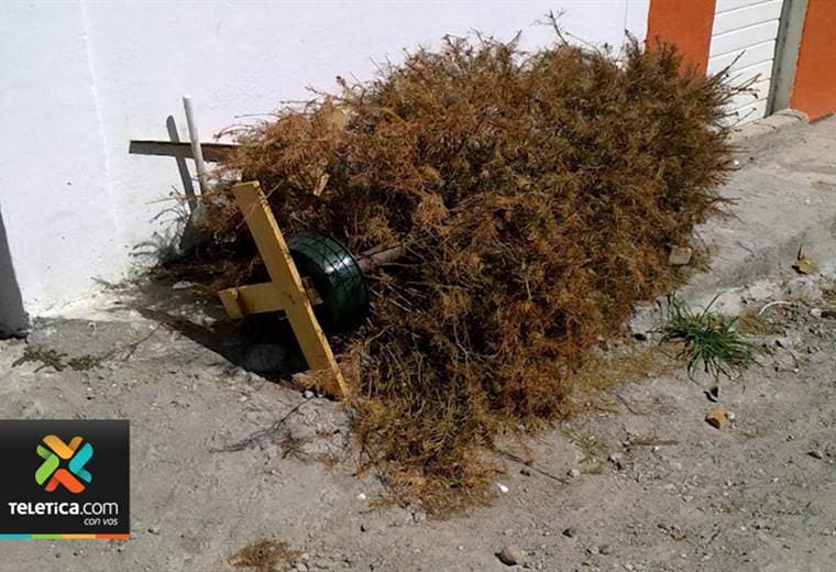 Quemar árboles de ciprés en lotes baldíos ocasiona emergencias