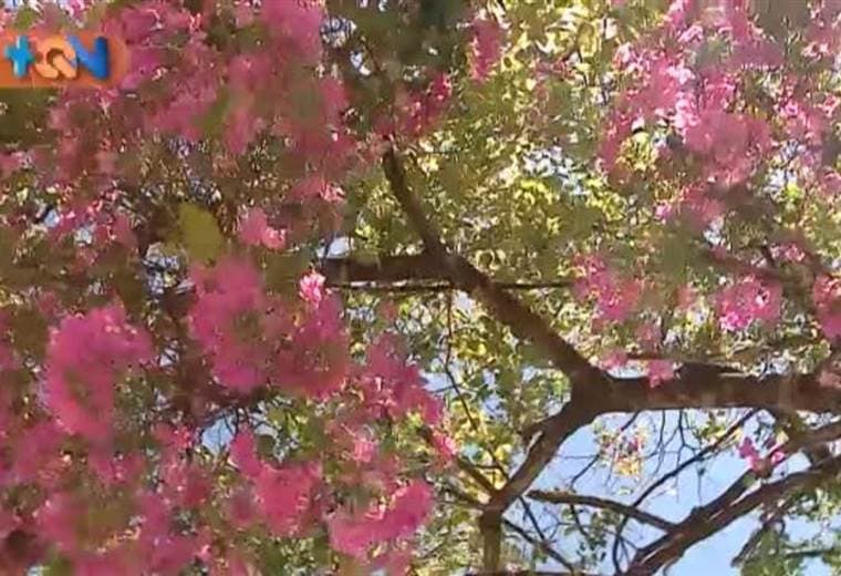 EN LA COMUNIDAD DE MATA PALO EN SANTA CRUZ GUANACASTE NOS ENCONTRAMOS A LA GUAPA DEL PUEBLO.  SE TRATA DE DOÑA ENILDA LÓPEZ, QUIEN TODOS LA CONOCEN COMO LA GUAPA. UN PERSONAJE QUE SE HA GANADO EL CORAZON DE SUS VECINOS.