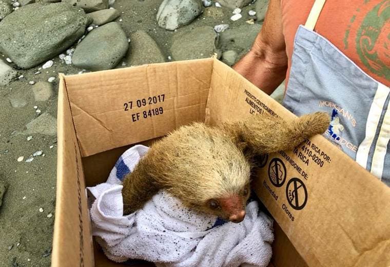 Tomadas del Facebook Morgan's Jungle Lodge