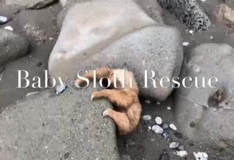 Rescate de oso perezoso en Golfito