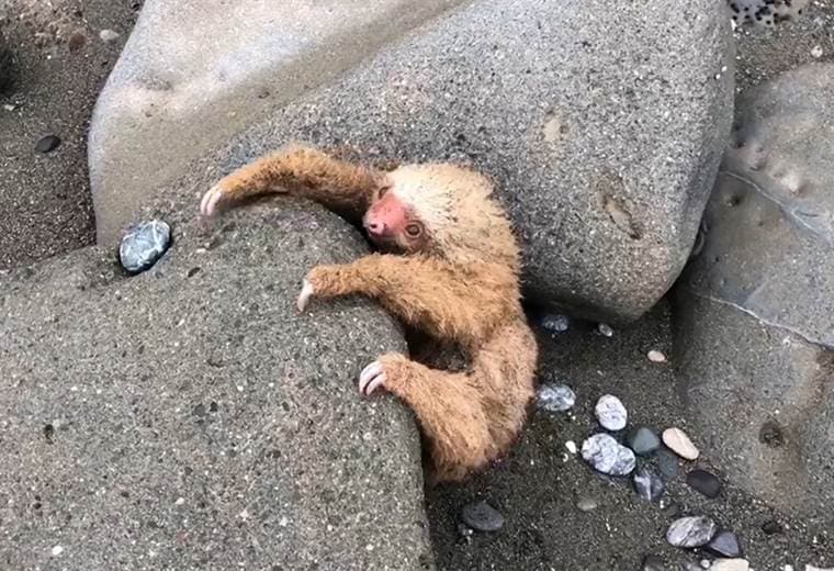 Rescate de oso perezoso en Golfito