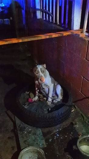 Las imágenes circularon en WhatsApp y se hicieron virales en Internet.