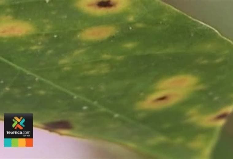 Roya del café amenaza las plantaciones del sur del país