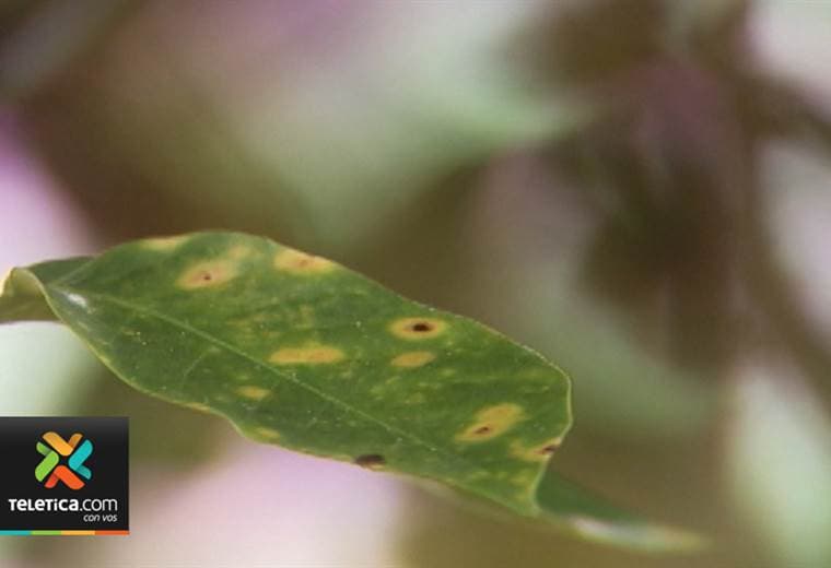Roya del café amenaza las plantaciones del sur del país