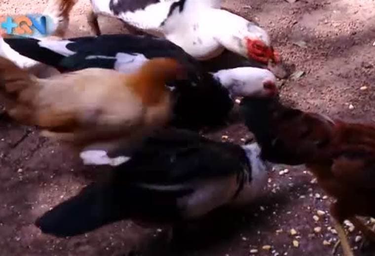 DON RAÚL CESPEDES ES CONOCIDO COMO EL ZORRO DEL CANTÓN DE TURRUBARES.  UN PERSONAJE DEL PUEBLO QUE A SUS 87 AÑOS SE MANTIENE ACTIVO EN SUS LABORES COMO AGRICULTOR.