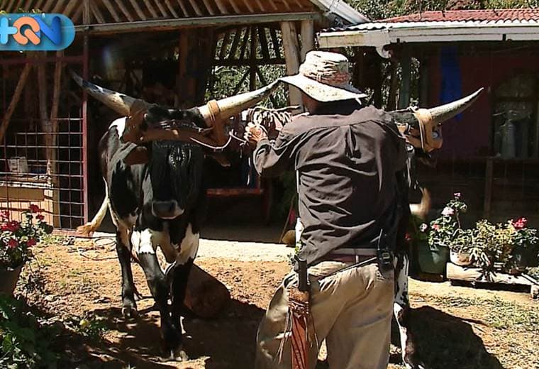Son dos boyeros de Santa Cruz de León Cortés que viven en la parte más alta de la montaña, tienen prácticamente un museo del boyero en su hogar.   