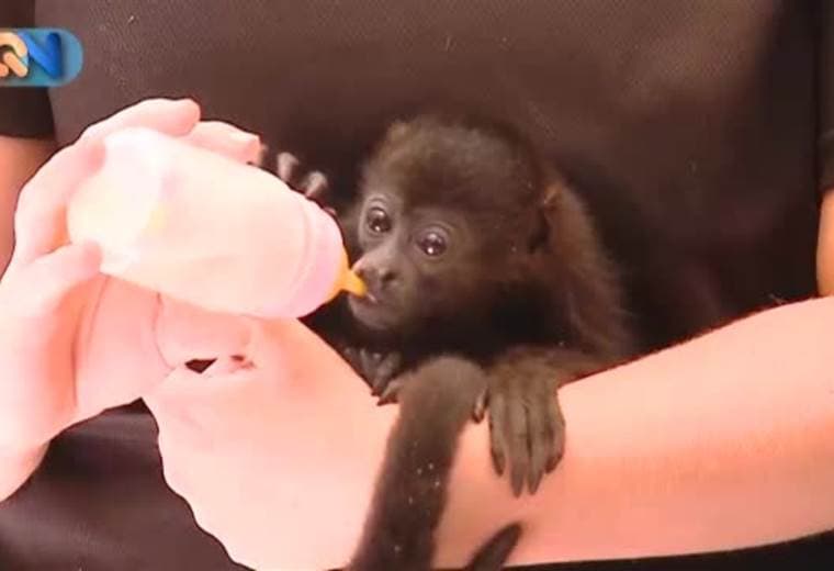 Voluntarios de todas partes del mundo llegan al Centro de Rescate Jaguar ubicado en Cocles de Talamanca, Limón, para proteger especies de la zona. El centro abrió hace 10 años y ahora cuenta con 34 personas y 180 animales. La mayoría de las especies que llegan son liberadas tras recuperarse.   Nacionales e internacionales pueden visitar el sitio durante las mañanas y conocer sobre los particulares inquilinos, tales como: osos perezosos, cocodrilos, monos araña, entre otros.   Si desea convertirse en voluntario o conocer las instalaciones ingrese al reportaje y obtenga los contactos.