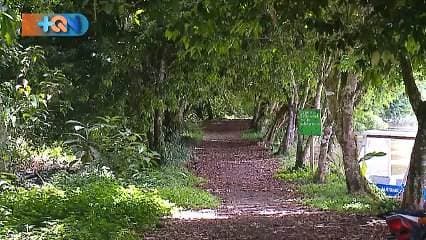 Caño Negro es uno de esos lugares en Cosa Rica que usted no se puede perder. Su belleza escénica está impuesta desde que nos desviamos de la carretera principal, unos 22 kilómetros en carretera de lastre.  Al llegar nos recibe un pueblo pequeño, humilde. Con un solo centro, una laguna que en verano baja más de 2 metros para dar espacio a miles de aves quienes vienen a comer y reproducirse.  Acá hay muelles y senderos, áreas de observación, varios hotelitos y restaurantes donde ofrecen servicios para pasar más de un día.  Además, no se puede perder la historia del mitológico pez Gaspar, un animal prehistórico que aún habita en las aguas oscuras de Caño Negro.
