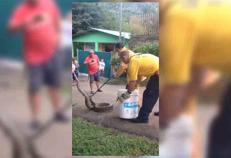Bomberos rescataron a serpiente que estaba en media calle en San Ramón