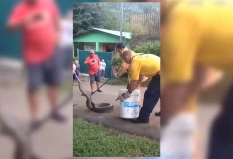 Bomberos rescataron a serpiente que estaba en media calle en San Ramón