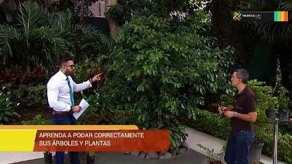 Aprenda a podar correctamente sus árboles y plantas
