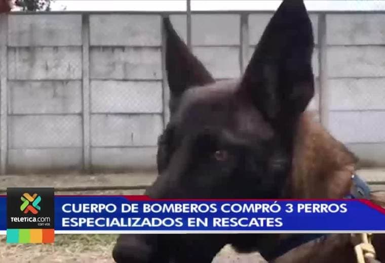 Cuerpo de Bomberos compró tres perros especializados en búsqueda y rescate