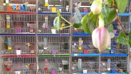 En la casa de don Rafael Ángel Jimenez el canto de los pájaros puede más que el ruido de la ciudad.   Ubicado a pocos metros del corazón de Escazú, este hogar con sus más de 1000 aves son la mejor terapia para este hombre de 56 años.   El mismo nos habla de esta pasión y su historia de superación. En el año 2010, la forma de ver las aves y la vida cambio por completo.   Don Felo y su familia Vivian en calle lajas, lugar donde una avalancha cobró la vida de 25 personas y dejó a decenas de familias sin techo.