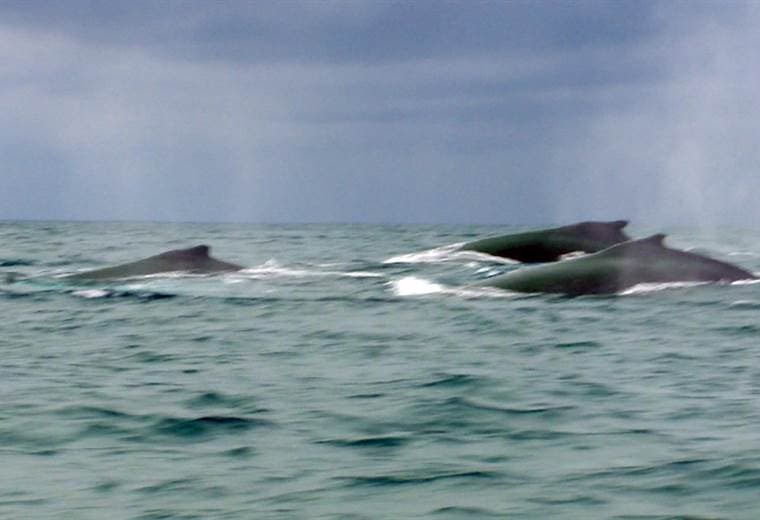 Disfrute de un espectáculo natural en Isla Tortuga