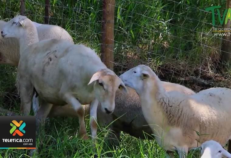 Crianza y reproducción de ovejas en Costa Rica es un negocio que crece aceleradamente
