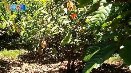 En la cultura Bribri y Cabécar el cacao representa una conexión espiritual. Nada supera la preparación de una buena bebida para purificarse, rejuvenecer el alma y el cuerpo.   Aquí en Talamanca hay extensas plantaciones del llamado alimento de los dioses. El cacao es parte de la despensa familiar y en muchos casos las barras de chocolate  son el postre perfecto.