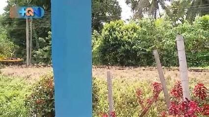 Si algo caracteriza al cantón de Guacimo son sus cataratas.  Tienen más de 200, como el murciélago, las golondrinas... que siguen siendo tesoros poco explotados a nivel turístico.  A través de la Oficina de Gestión Turística Municipal del cantón, se está tratando de impulsar la zona para que más visitantes se atrevan a descubrir sus bellezas naturales así como a repasar la historia de la comunidad, que queda plasmada en rincones como la casa de doña Cinthia ubicada en el pueblito de África  A unos cuantos metros de esta vivienda, hay otra estructura centenaria: la iglesia Bautista Betel.  Guácimo ha sido también el lugar donde personas como el copero del pueblo encontraron su hogar. Destaca don Faustino, que lo que más le gusta es la tranquilidad del cantón y su gente amable.  Guácimo tiene mucho para dar, conocer y disfrutar. Si desea encontrar opciones de turismo puede visitar la página de Facebook oficina de gestión turística municipal Guácimo.  Luego de una semana completa en la zona, podemos garantizarle que la visita vale la pena.