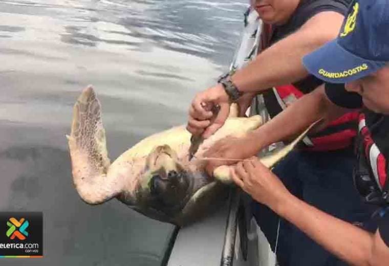 Guardacostas liberaron a dos tortugas verdes atrapadas en redes.
