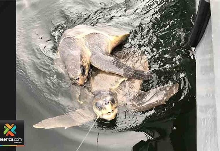 Guardacostas liberaron a dos tortugas verdes atrapadas en redes.