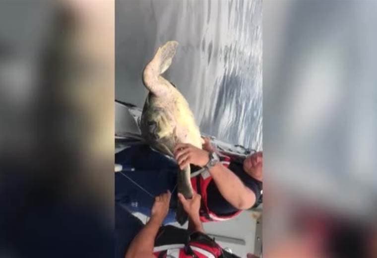 Guardacostas liberaron a dos tortugas verdes atrapadas en redes.