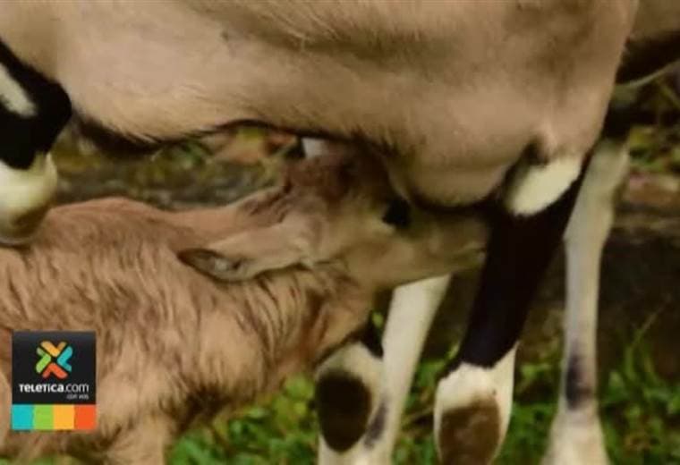 Un oryx originario de áfrica y de una especie en peligro de extinción nació en Costa Rica