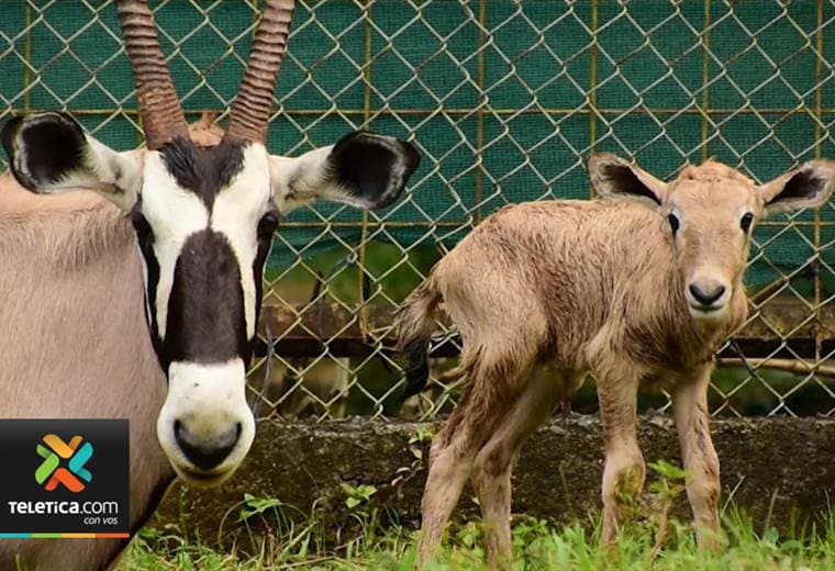 Un oryx originario de áfrica y de una especie en peligro de extinción nació en Costa Rica