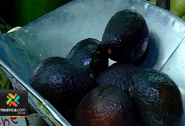 Asociación de Consumidores de Costa Rica pide levantar la veda para importar aguacate de México