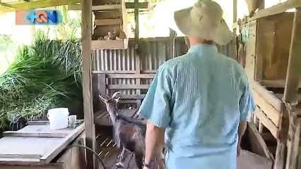 Todos los días, Don Iginio tiene un tarea muy particular. Ordeñar sus cabritas para sustentar a todo el que se antoje en Puriscal y para dar el sustento a la familia.  El sale al pueblo a vender su famosa leche de cabra y es que de este producto solo se hablan cosas buenas.  Él comenzó con pocos animalitos y al día de hoy tiene toda una granjita en su casa.  Cada bolsa de leche la vende a 500 colones y el litro a 2 mil.