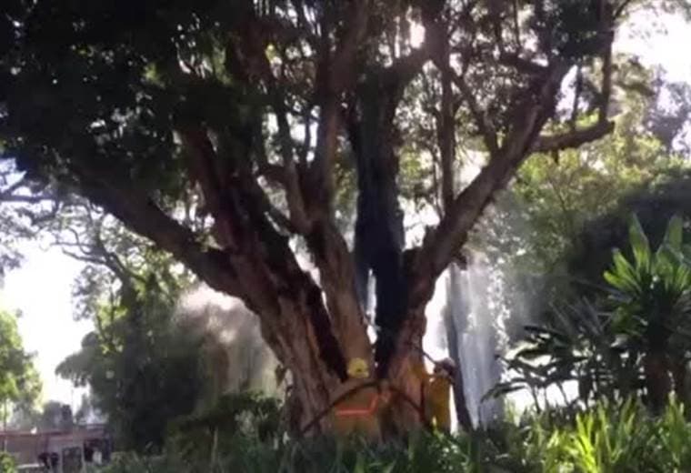 Bomberos atienden fuego en un árbol del Parque España.