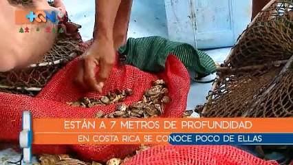 Las ostras son un molusco poco conocido dentro de la gastronomía costarricense. Sin embargo desde hace algunos años para acá, nuestro personaje Gomito, se dedica a cultivarlas.  Para que tengan un tamaño aceptable pasan más de 9 meses, pero el trabajo previo es cansado y diario, por eso lo vinimos a conocer.