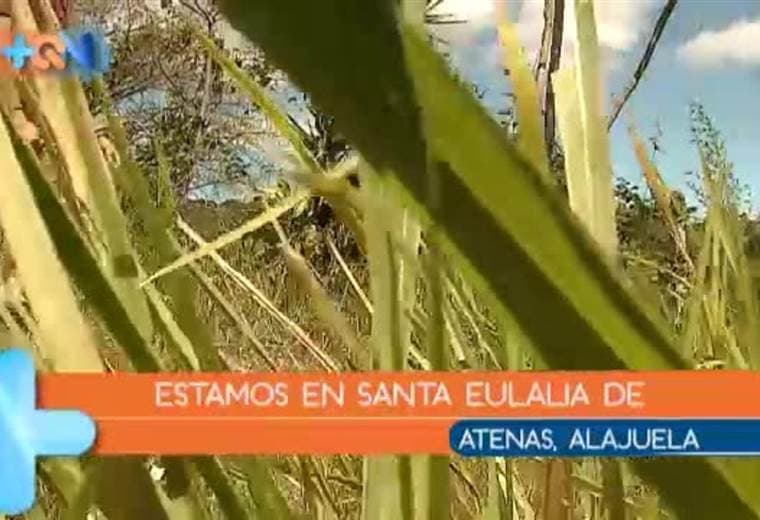 Este pueblo se ubica en Atenas y tiene como misterio una catarata oculta a la que pocos  saben llegar. Un equipo de Más Que Noticias se aventuró a conocerla y aquí le mostramos la aventura que vivimos.