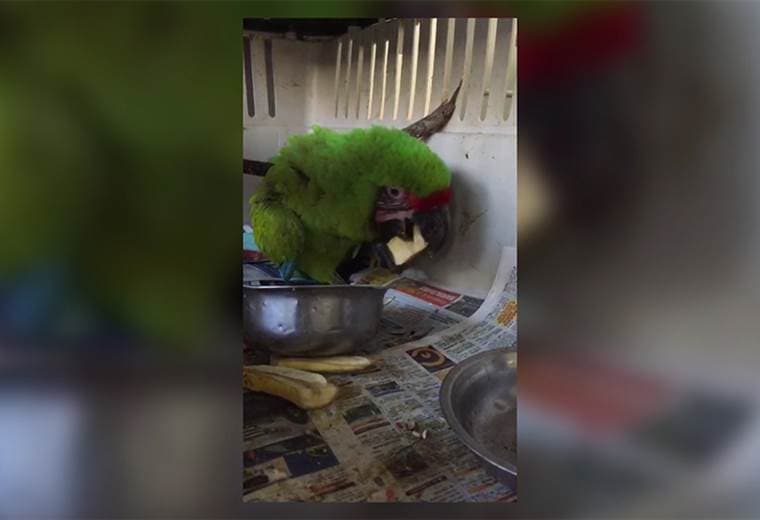 Lapa herida en una ala se alimenta antes de su cirugía