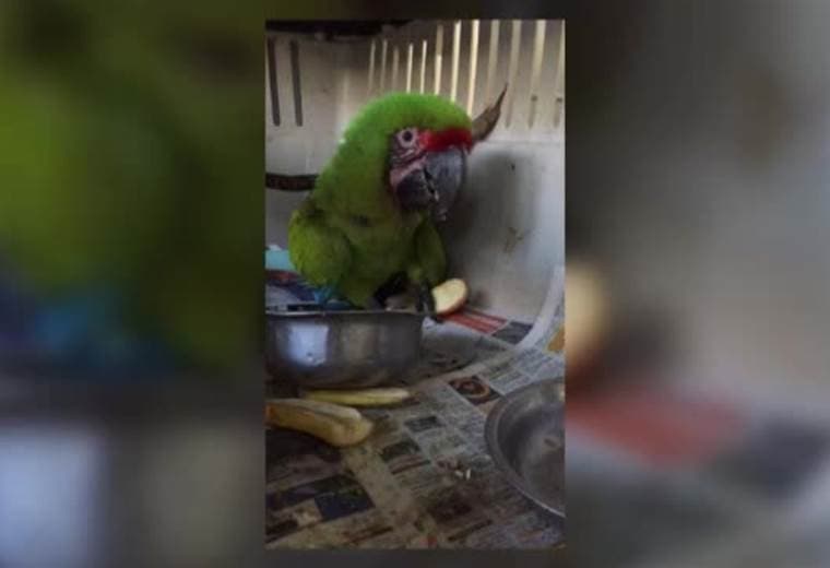 Lapa herida en una ala se alimenta antes de su cirugía